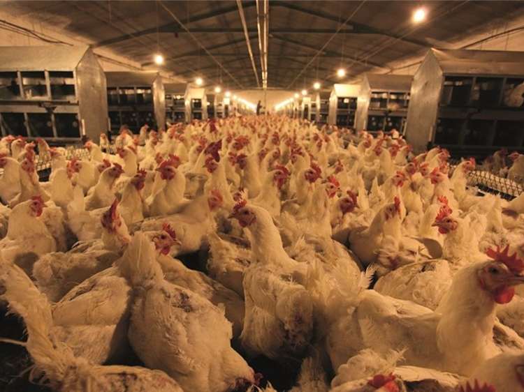 هشدار جدی به تمامی مرغداران محترم: افزایش ریسک بروز و شیوع بیماری آنفلوانزای فوق‌حاد پرندگان