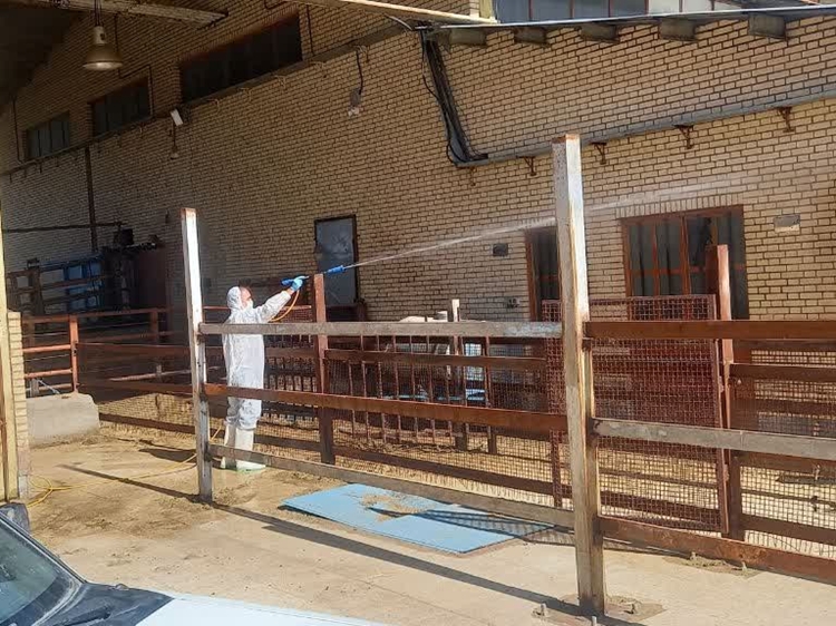 تداوم اقدامات اداره دامپزشکی شهرستان سیرجان در مبارزه با بیماری تب برفکی