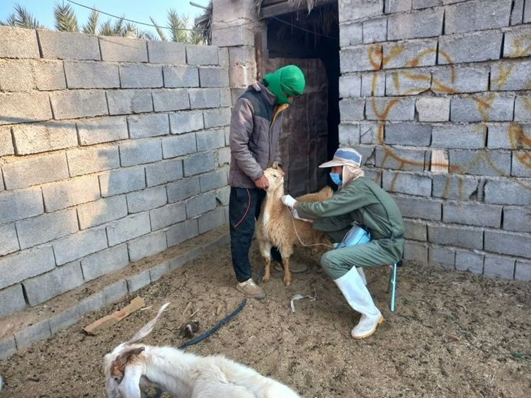 واکسیناسیون 200هزار راس دام سبک برعلیه بیماری تب برفکی از ابتدای سالجاری تا کنون درشهرستان ارزوئیه