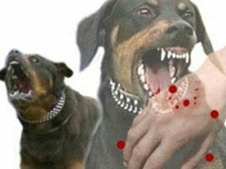 هاری یکی از خطرناک ترین بیماری های مشترک بین انسان و دام است