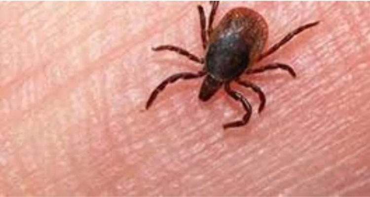 توصیه های شبکه دامپزشکی انار جهت پیشگیری از بیماری تب خونریزی دهنده کریمه کنگو 