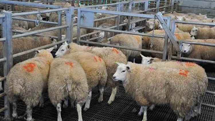 استقرار ۱۴ اکیپ نظارت بر عرضه و کشتار دام‌های قربانی در شهرستان کرمان