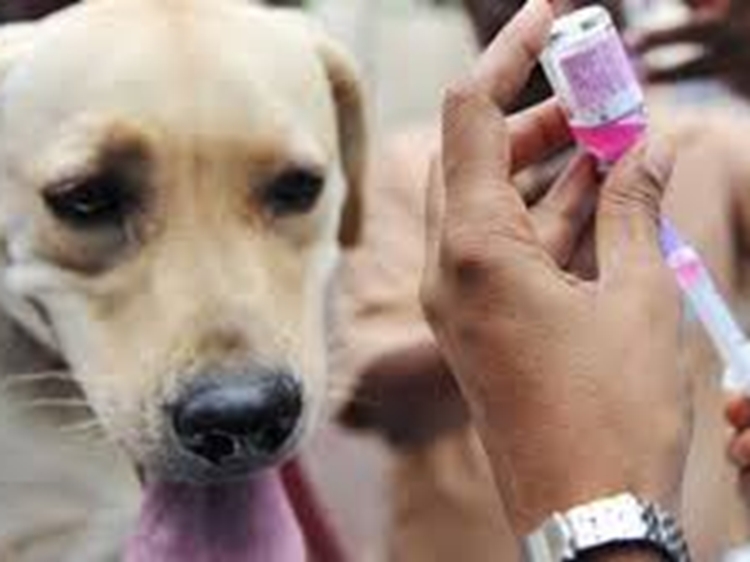   واکسیناسیون  سگ های صاحب دار علیه بیماری هاری 