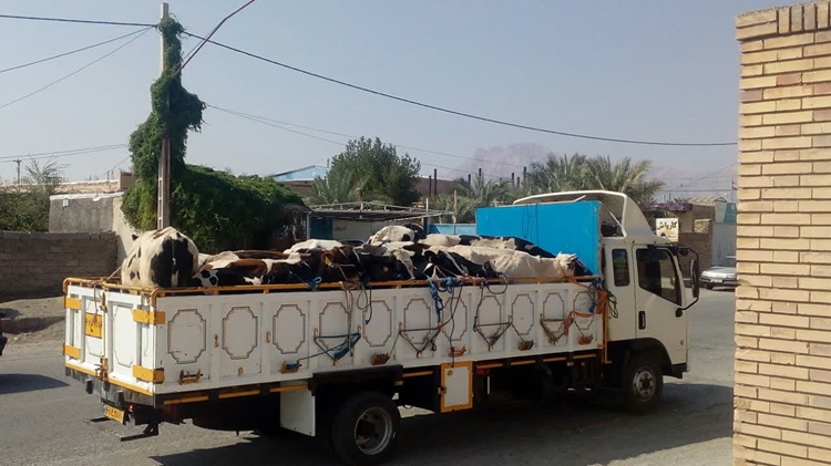 رعایت اصول قرنطینه دامپزشکی یکی از راه های مهم پیشگیری بیماری تب برفکی 