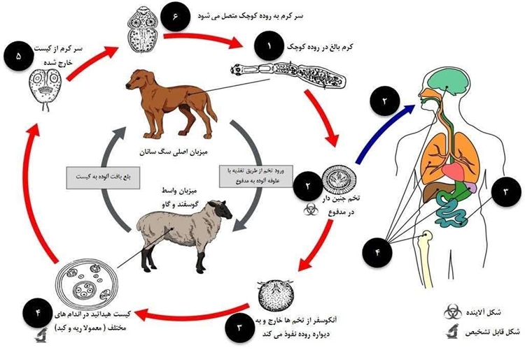 کیست هیداتیک: خطر پنهان سگ‌های آلوده