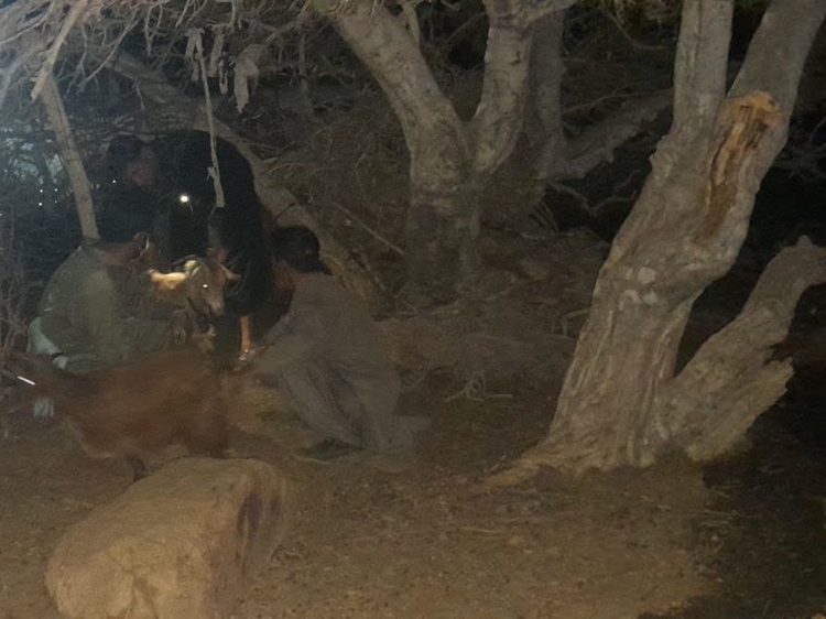 برگزاری اردوی جهادی اداره دامپزشکی شهرستان گنبکی در مناطق کوهستانی و صعب العبور به مدت سه روز همراه با توقف شبانه در مناطق عشایری 