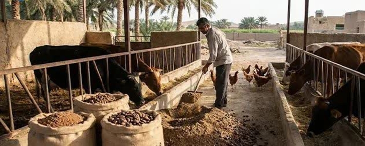 هشدار ادراه دامپزشکی شهرستان فهرج در خصوص بروز بیماری اسیدوز در فصل برداشت خرما