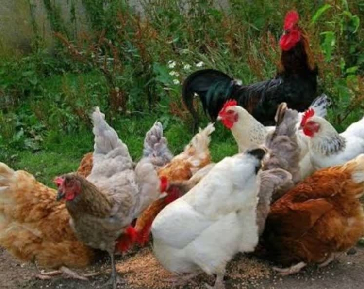 آغاز مرحله پانزدهم طرح واکسیناسیون طیور روستایی علیه بیماری نیوکاسل  در شهرستان  بردسیر