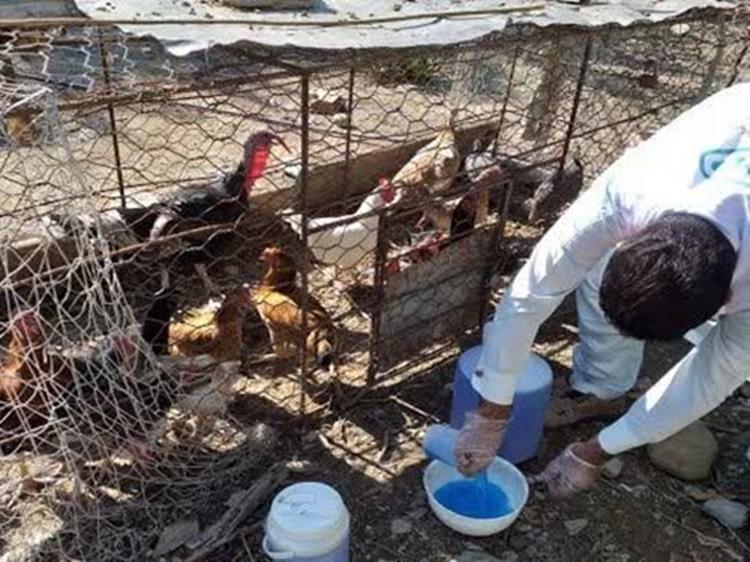 آغاز اجرای طرح واکسیناسیون رایگان طیور بومی علیه بیماری نیوکاسل در شهرستان بافت