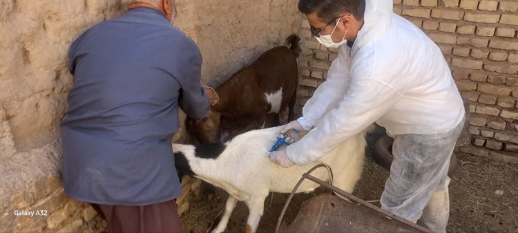 گزارش تصویری: اردوی جهادی شبکه دامپزشکی شهرستان رفسنجان به مناسبت دهه فجر 
