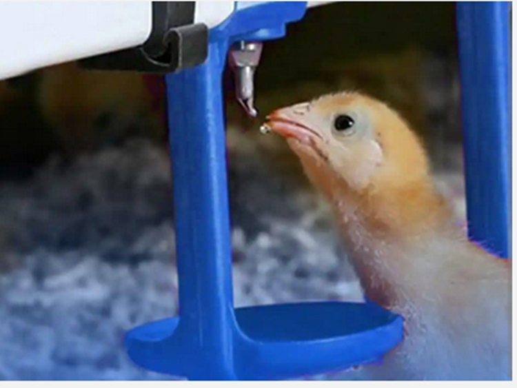 سیزدهمین مرحله واکسیناسیون طیور بومی شهرستان کوهبنان علیه بیماری نیوکاسل در حال انجام است 