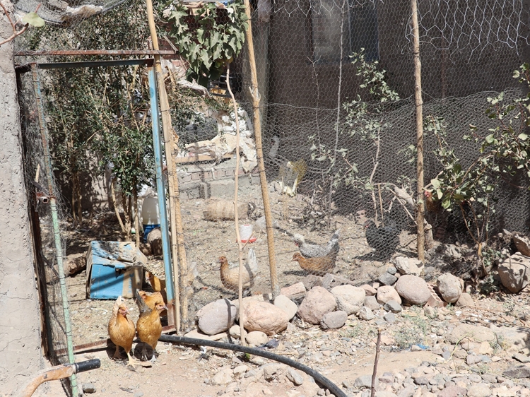 فاز واکسیناسیون رایگان طیور بومی علیه نیوکاسل آغاز شد