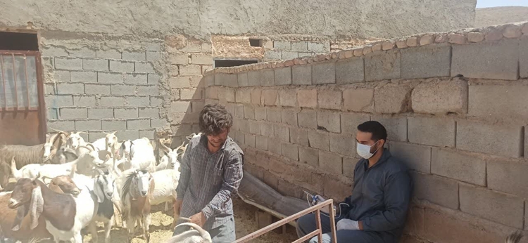 مایه کوبی رایگان علیه بیماری بروسلوز در جمعیت دام سبک و سنگین شهرستان کوهبنان