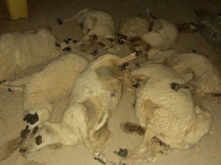 مصرف کود اوره وسایر کودهای مغذی باعث تلفات گسترده در دام ها می شود