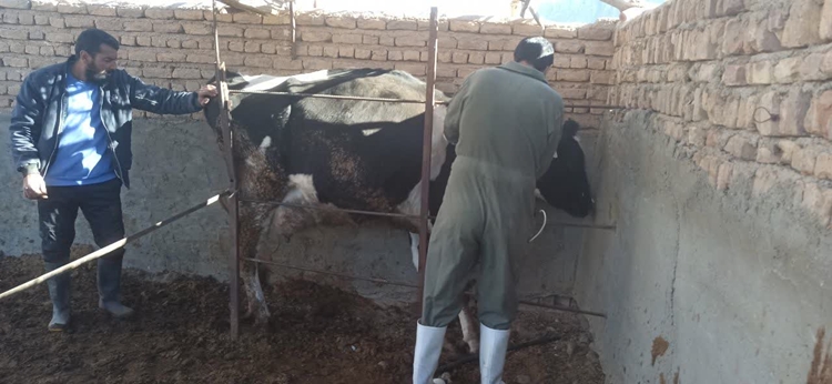 آشنایی با تیلریوز یا بیماری زردی در دام