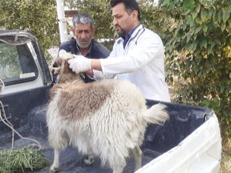 خطر مسمومیت دام با کود اوره و سموم کشاورزی را جدی بگیرید