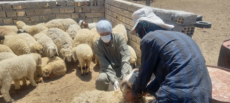 آغاز عملیات گسترده واکسیناسیون رایگان جمعیت دامی شهرستان سیرجان علیه بیماری بروسلوز
