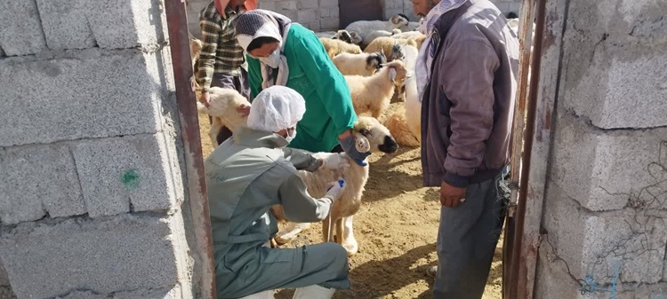آغاز طرح  فراگیر واکسیناسیون بروسلوز دام سبک در شهرستان بافت 