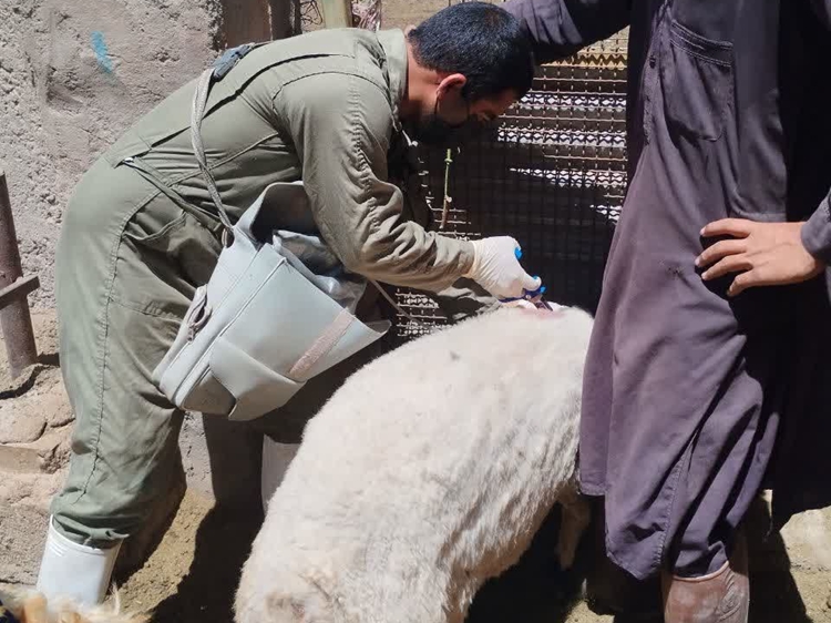 انجام واکسیناسیون تب برفکی در منطقه کوه پنچ توسط اکیپ عملیاتی اداره دامپزشکی شهرستان بردسیر 