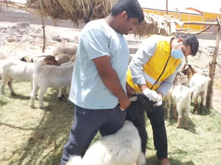 بازرسی و نظارت بهداشتی بر میدان موقت دام شهرستان نرماشیر 