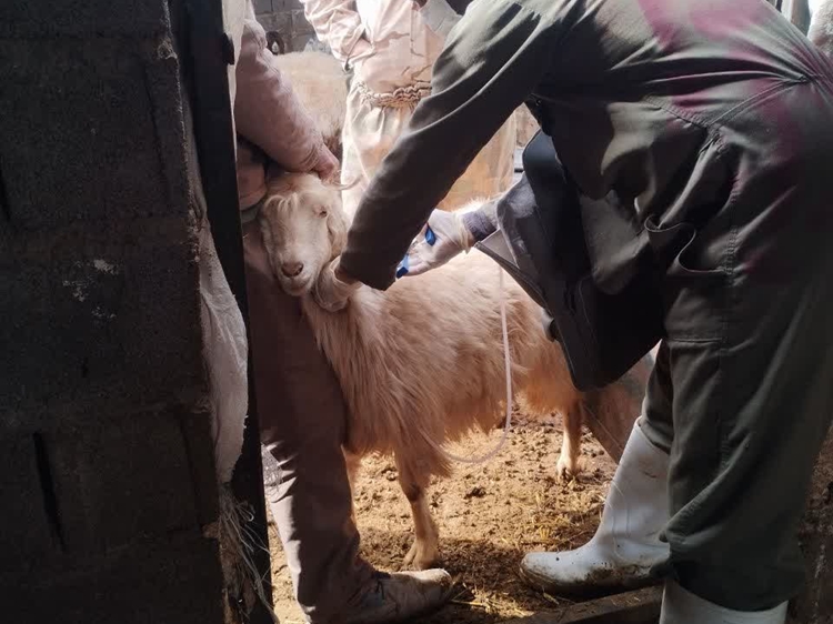 انجام واکسیناسیون ۲۰ هزار راس دام سبک علیه بیماری طاعون نشخوارکنندگان کوچک در منطقه گلزار توسط اکیپ مبارزه با بیماری های دامی اداره دامپزشکی شهرستان بردسیر